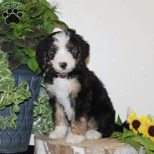 Skye, Bernedoodle Puppy